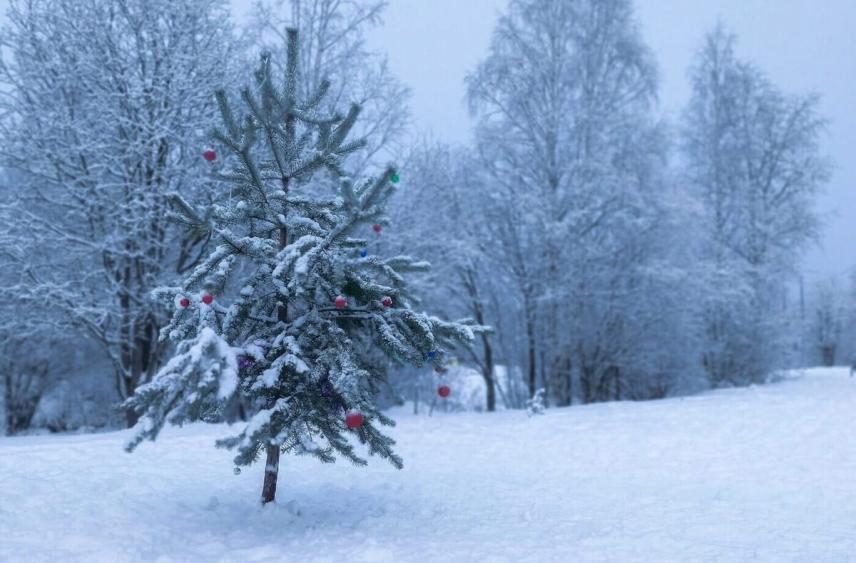 Объявлен конкурс на заготовку новогодних елей в Карелии