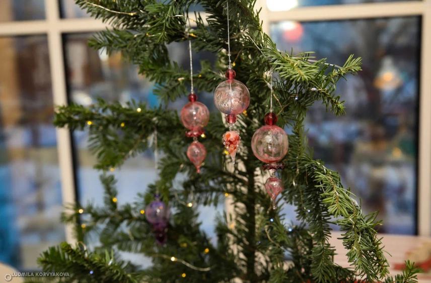 Ель, сосна или пихта: какое хвойное дерево лучше выбрать для встречи Нового года рассказали карельские эксперты