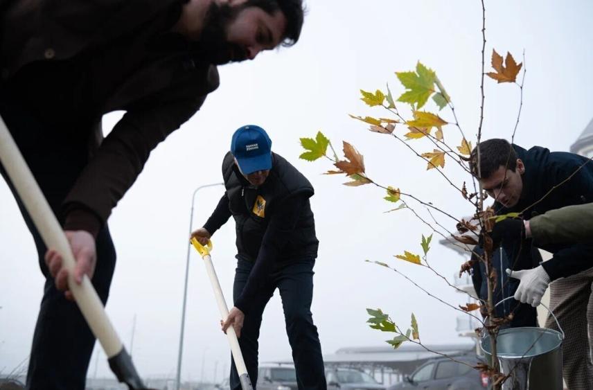 В Херсонской области высадили аллею мощных платанов