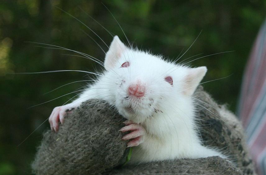 Ученые обнаружили опасное для людей зловещее поведение кровожадных крыс