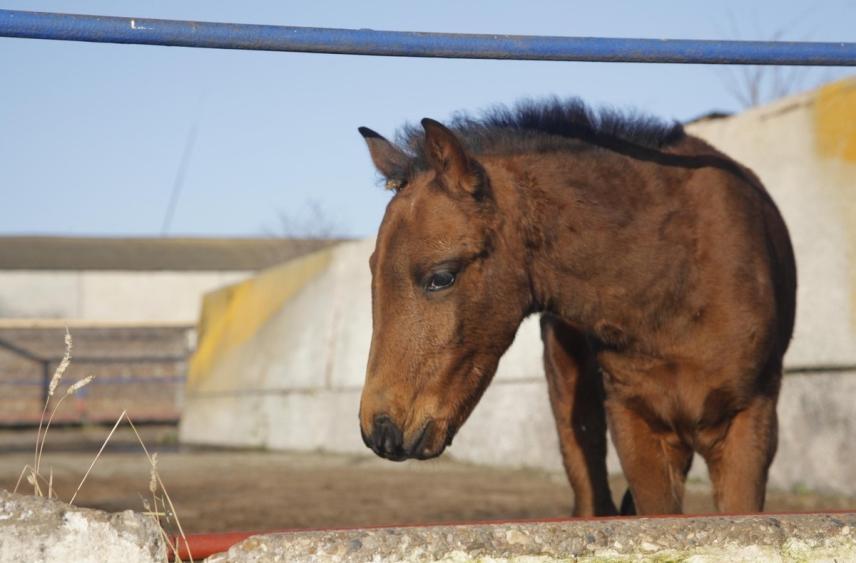 Полицейская лошадь пострадала при разгоне протестов в немецком Гиссене