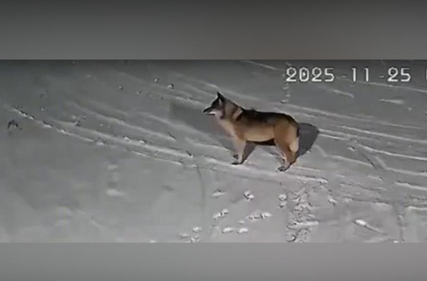 Жители карельского поселка живут в постоянном страхе из-за нашествия волков