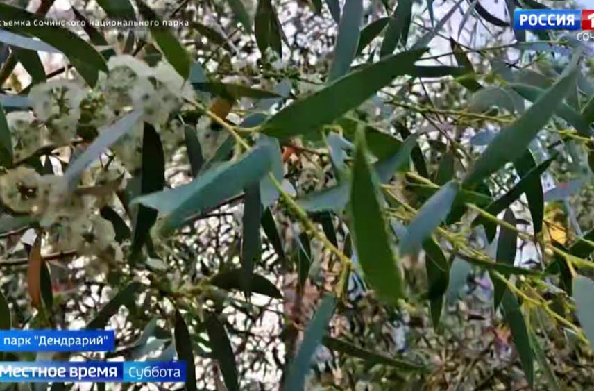 Цветы эвкалипта снеголюбивого распустились в Сочи