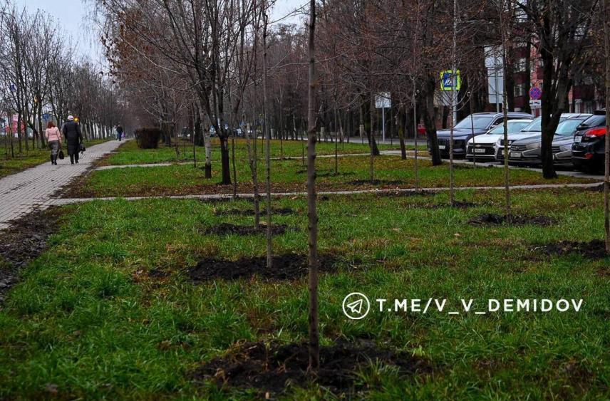 На проспекте Богдана Хмельницкого Белгорода высадили более 500 деревьев