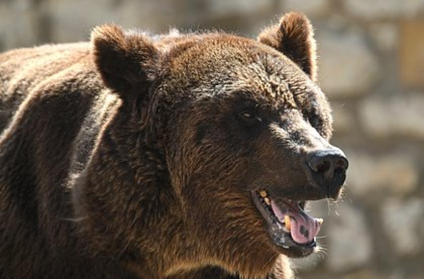 Медведь напугал посетителей рождественской ярмарки