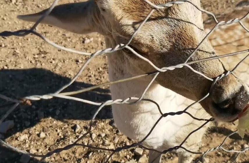 Косуля забрела на крышу бобровой хатки в Рдейском заповеднике