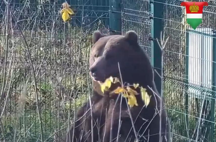 Калужский авиамедведь провел ревизию в берлоге