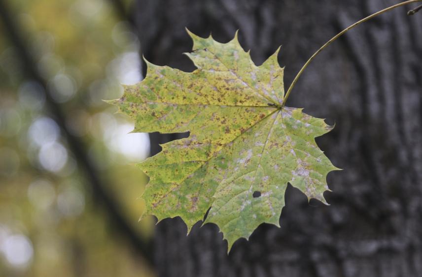 Синоптик спрогнозировал тёплый декабрь в Москве