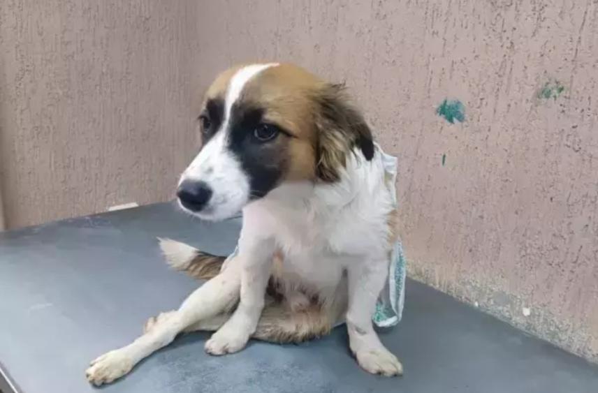 В Ростовской области разыскивают хозяев парализованной после ДТП собаке