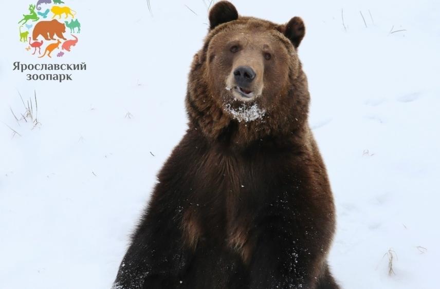 В Ярославском зоопарке проводили медведей в спячку