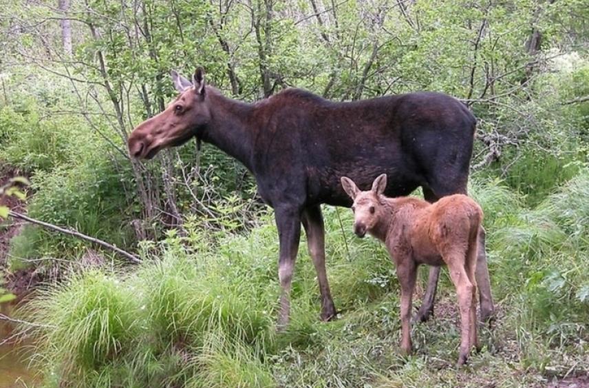 В Ярославской области задержали браконьера, лишившего жизни лосиху с лосенком