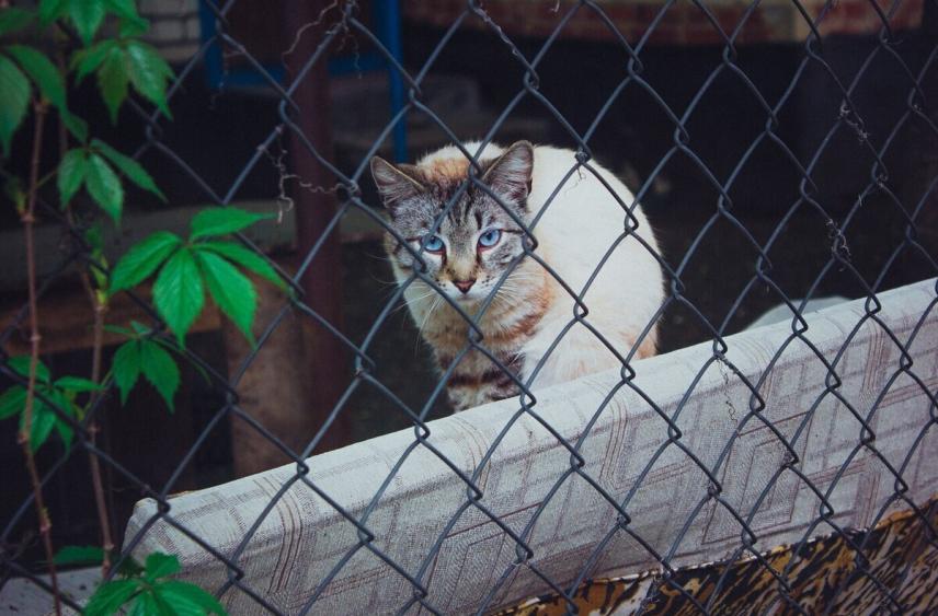 Ветеран СВО посетил пушистых подопечных в приюте «Кошкин дом»