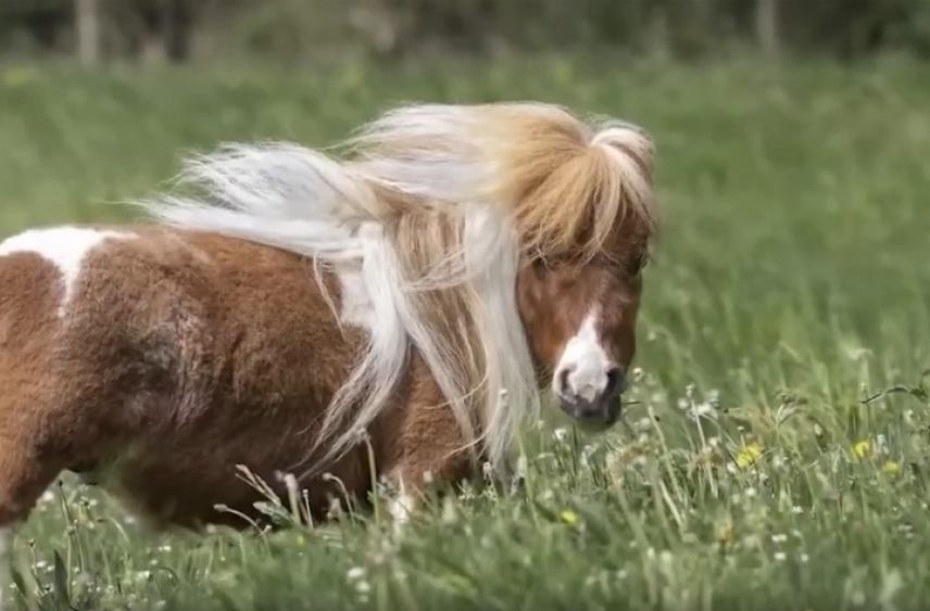 Конь Пумукель стал самой маленькой лошадкой в мире и попал в книгу рекордов