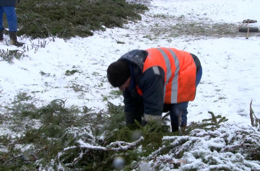 Алые розы на площади Победы в Петербурге спрятали под лапником от морозов
