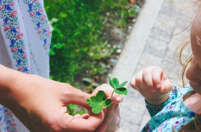 Петербуржцам предлагают купить клевер с семью листами за 80 тысяч