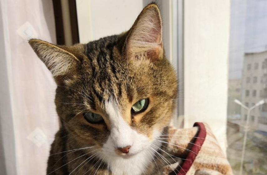 Мальчик играл с кошкой на подоконнике пятого этажа