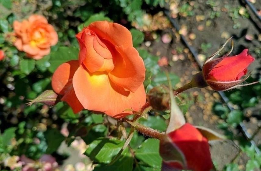 На общественных территориях Магаса до конца года высадят три тысячи кустов роз