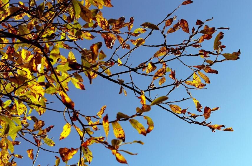 В Липецкой области сохранится сухая и безветренная погода