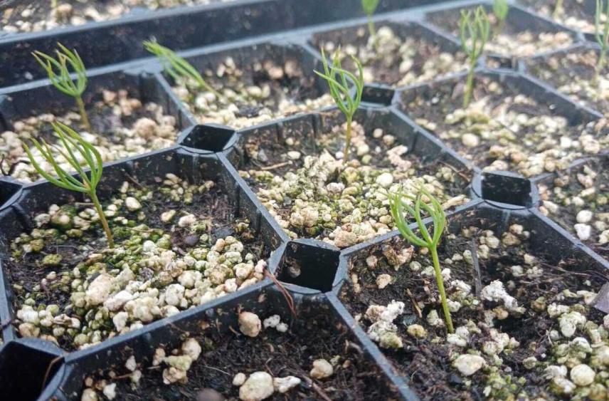 Вологодская область перевыполнила план по лесовосстановлению на 2025 год