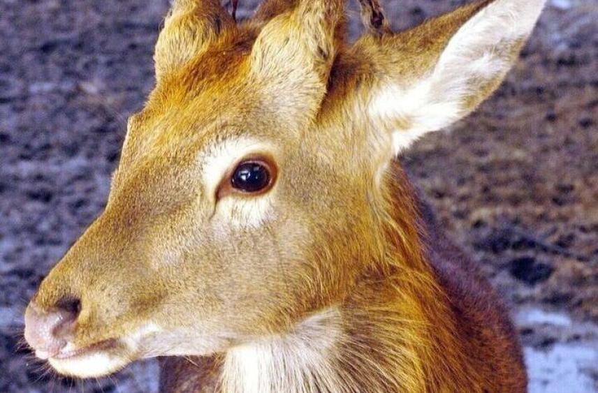 В Новосибирской области косули массово тонут на льду во время миграции