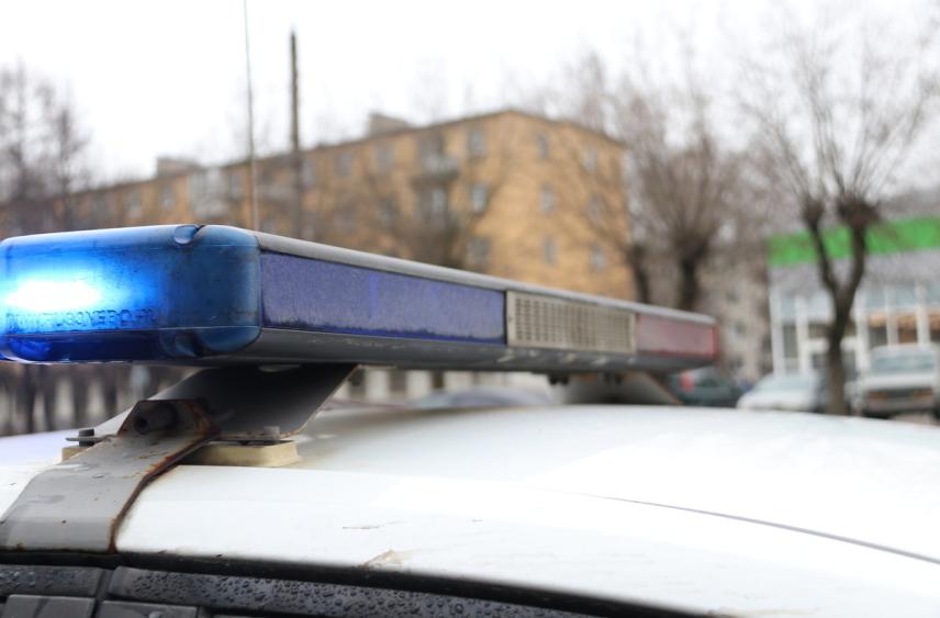 В Тверской области сбили лося