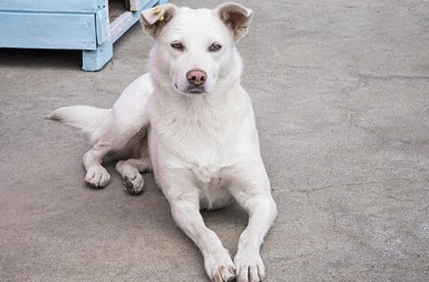 Бродячий пес напал на россиянку и оставил ее без части верхней губы