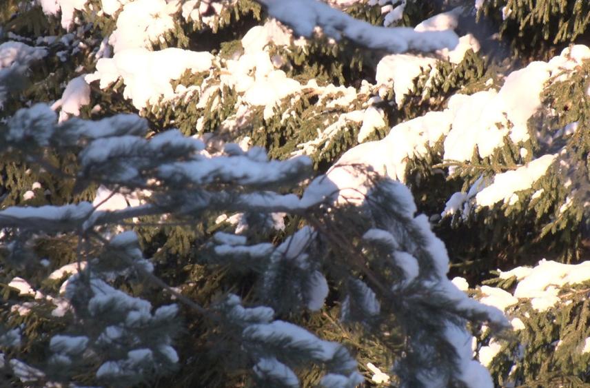 Главную елку Петербурга привезут из Ломоносовского района