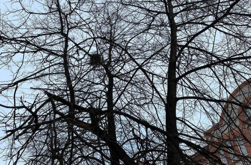 При очистке Паркового ручья в Калининграде планируют вырубать деревья