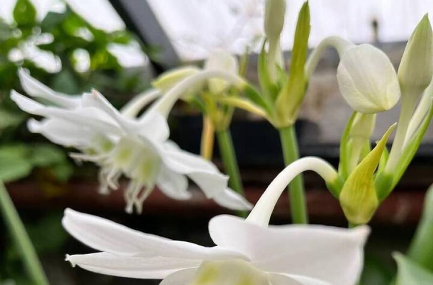 В Воронежском ботсаду расцвела «амазонская лилия»