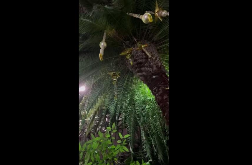 В Петербурге появилась новогодняя пальма с белыми шарами