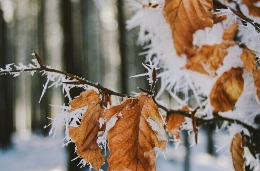 Курянам пообещали пятиградусный мороз в понедельник