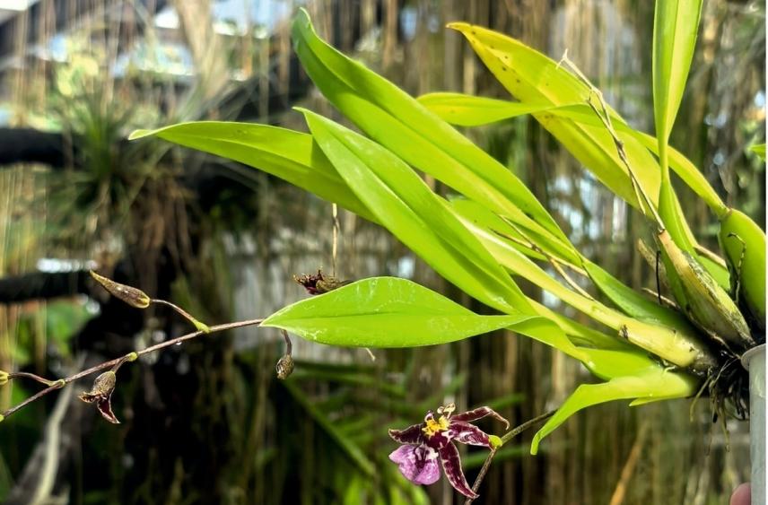 Уникальную орхидею можно увидеть в Калуге