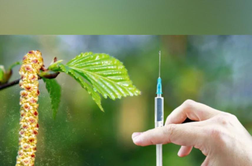 Дан старт третьей стадии клинических испытаний вакцины, разработанной для борьбы с аллергией на березовую пыльцу