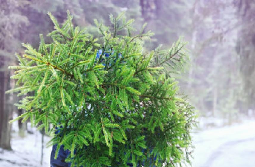 Россиян предупредили, какое наказание грозит за срубленную к Новому году ёлку