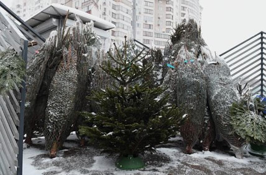 Россиянам раскрыли секрет выбора живой елки